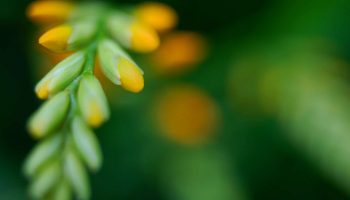 Crocosmia
