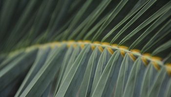 Fern