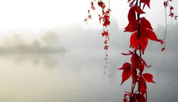 Serenity Enchanted