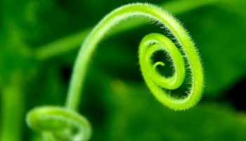 Spiral