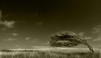 Arboreal_ballet_by_Bob_Farrell