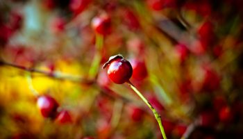 Berries_by_Orb9220