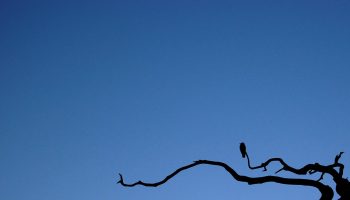 Bird_by_Magnus