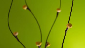 Green_by_Alan_Mattila