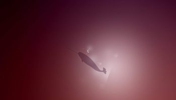 Variations-On-Natty-Narwhal-1_by_madeinkobaia