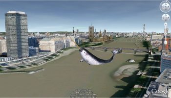 Narwhal in the Thames