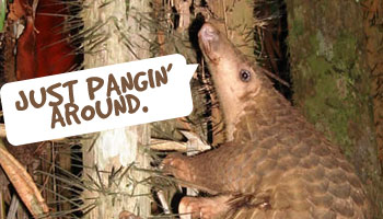 Ubuntu 12.04 Named ‘Precise Pangolin’