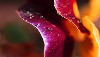Delicate_Petals_by_lefthandgergo
