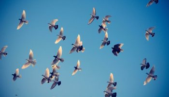 Flocking_by_noombox