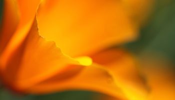 Golden_Bloom_by_Twinmama