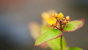 Morning_Dew_by_Lars_Clausen