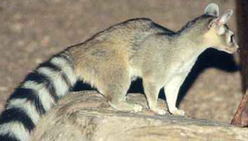Ubuntu 13.04 Named ‘Raring Ringtail’