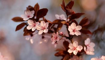 Fleurs de Prunus 24 by Jerome Boivin