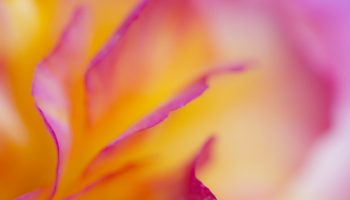 Begonia by fatpoint21