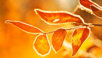 Morning Sun on Frost-Covered Leaves by Gary A Stafford