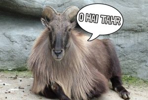 Stuffed_Arabian_Tahr-750x524