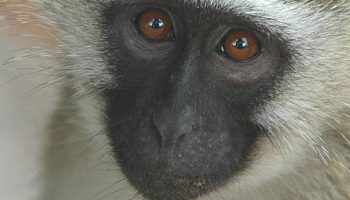 vervet