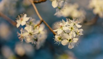 close up of flowers