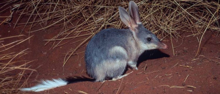 Greater bilby (Macrotis lagotis); Northern Territory, Australia