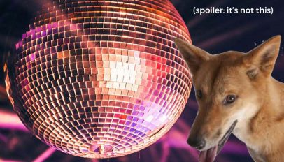 ubuntu-disco-dingo