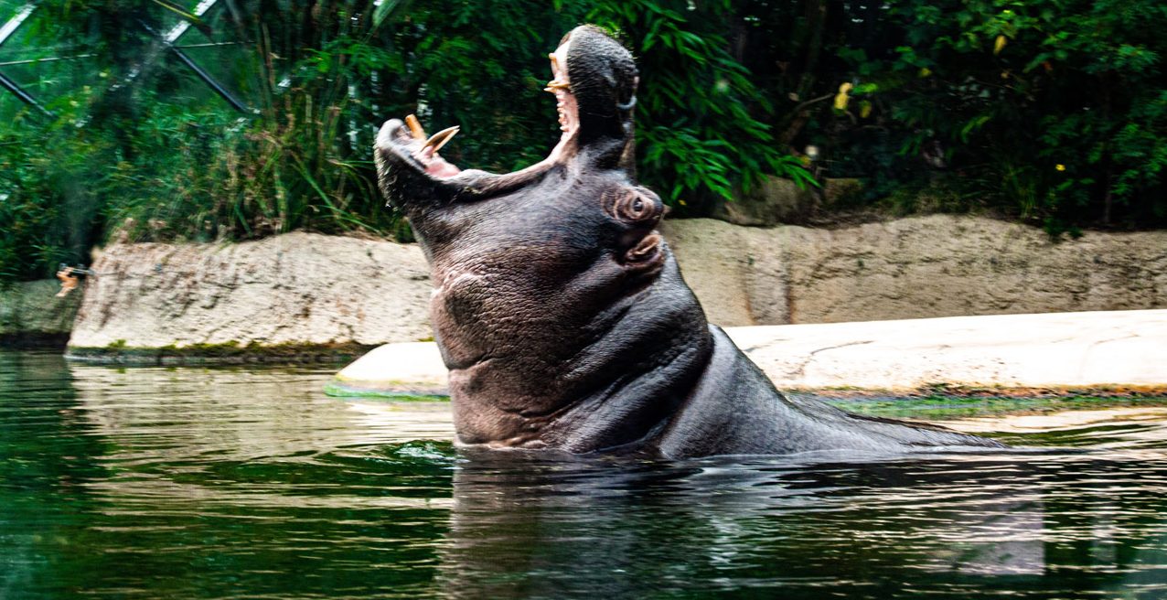 a hippo