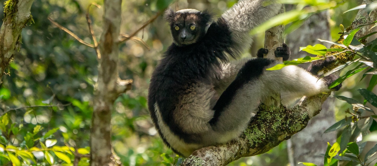 Photo of a wild Indri animal