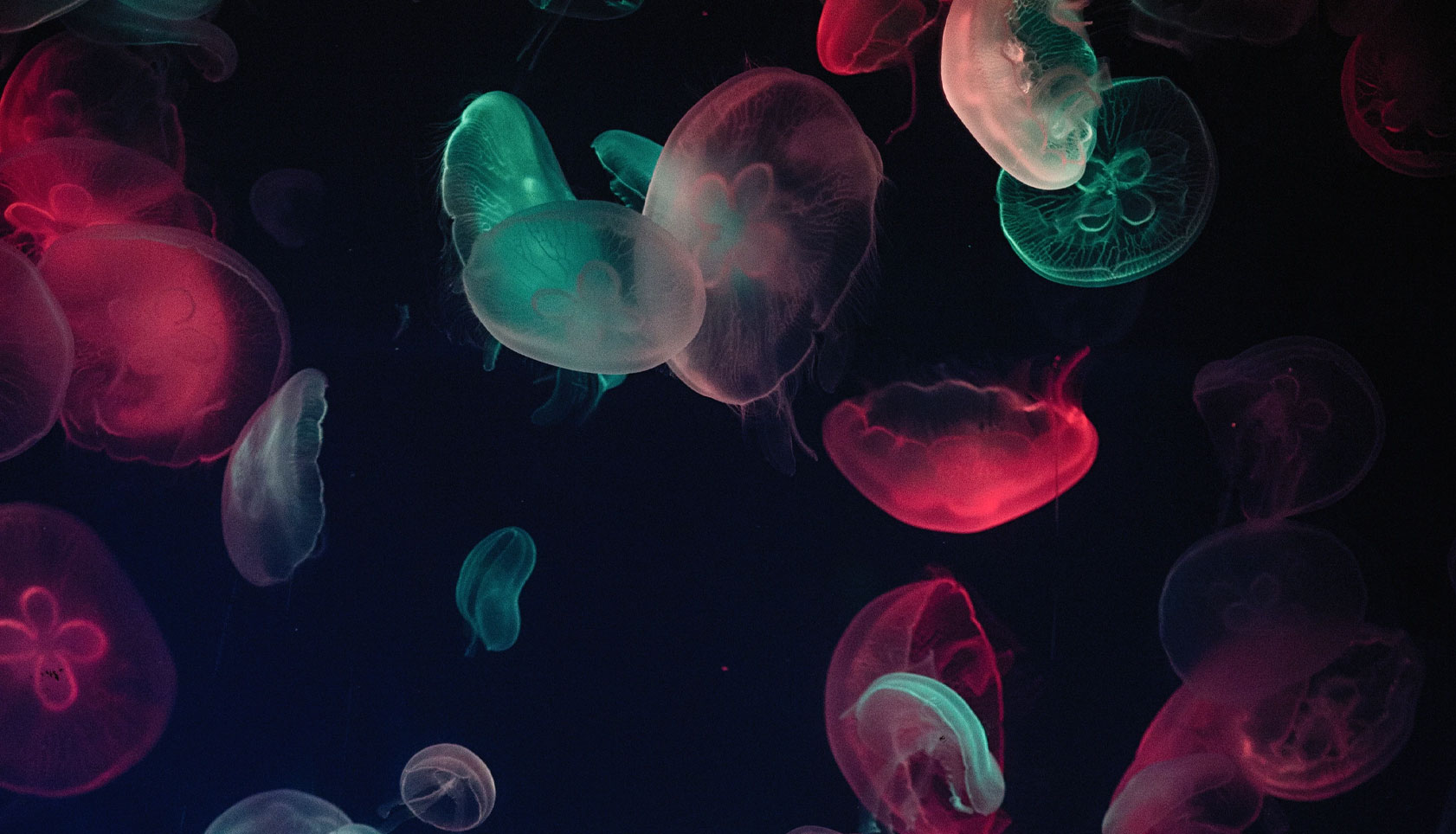 jellyfish jammy