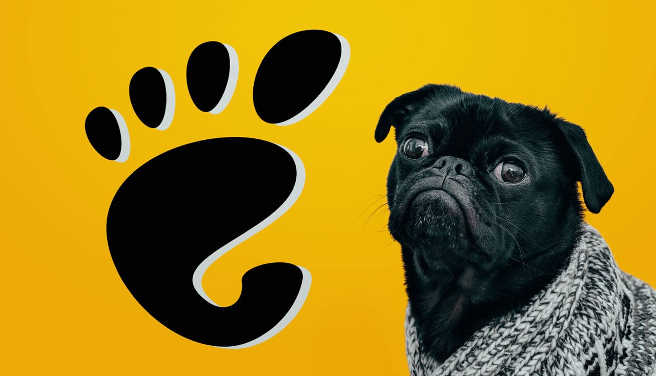 dog from unsplash on an orange background