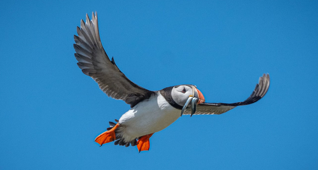 Puffin flying
