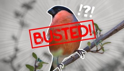 Oriole or Bullfinch?