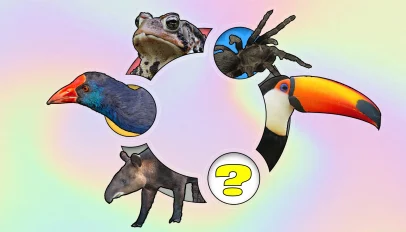 Ubuntu logo with tapir, Takahē, toad, tarantula and toucan arranged around it